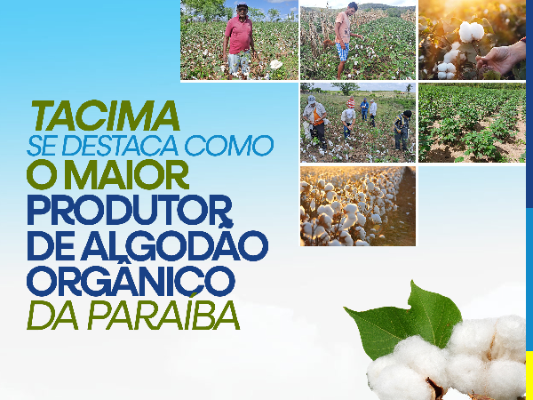 TACIMA SE DESTACA COMO MAIOR PRODUTOR DE ALGODÃO ORGÂNICO DA PARAÍBA. SAIBA MAIS!